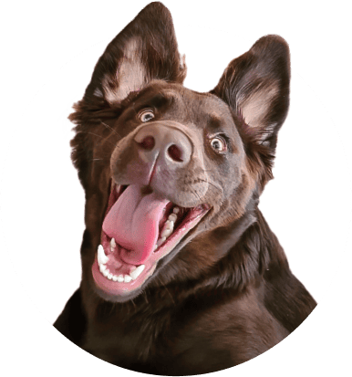 Super-Seat | Les objets à photographier sont des tablettes, des écorces, des pique-niques et d'autres objets de ce type. | La maison Bruine avec un grand oren et un grand ogen se trouve devant la caméra pour un achtergrond de witte ; harig, energiek. | Horecameubilair