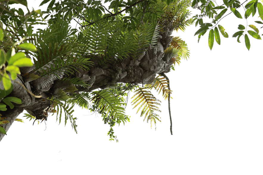 Super-Seat | Vous trouverez des chaises, des tables, des tabourets de bar, des tables de pique-nique et d'autres types de tables et de chaises. Branche d'arbre robuste avec des feuilles de fougère vertes et brunes sur une surface blanche ; d'autres branches sont visibles au sommet. | Mobilier de restauration